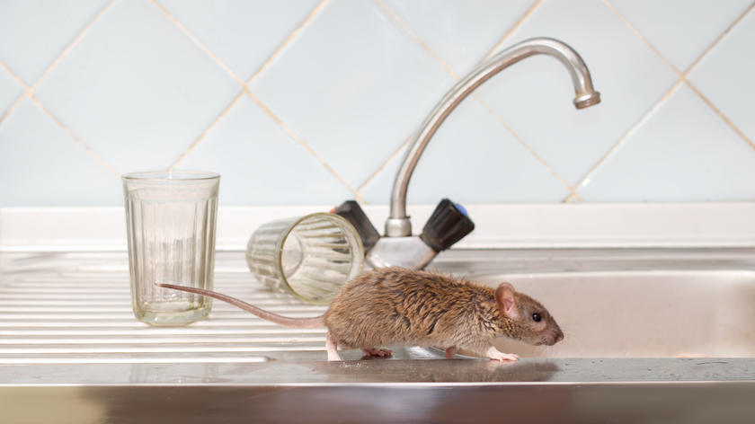 Souris