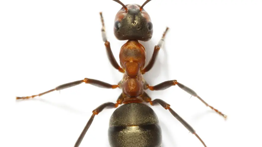 ants