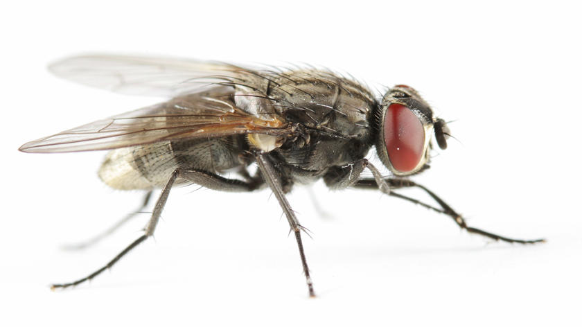 Mouche