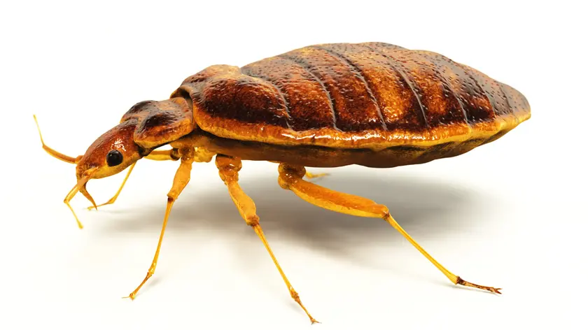 bedbugs