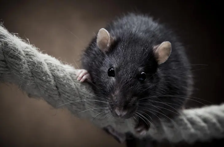 black rats