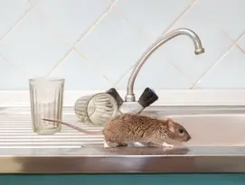 Souris