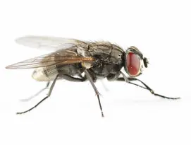 Mouche