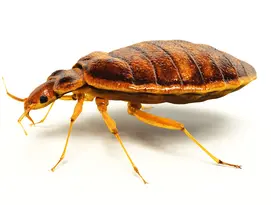 bedbugs