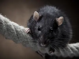 black rats