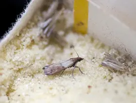 mite alimentaire